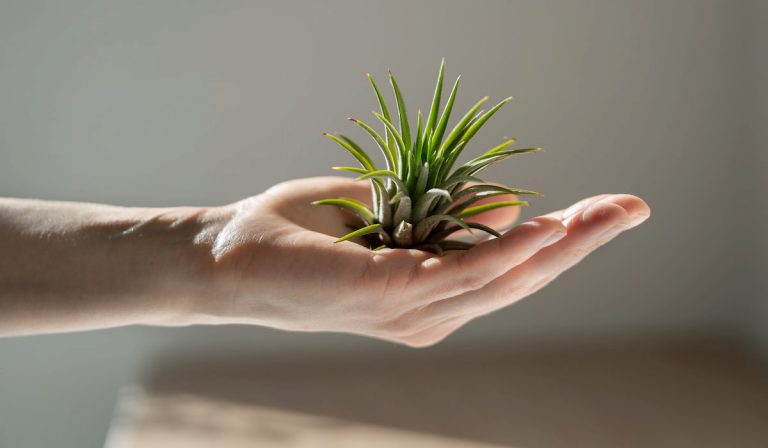 11 Tips for Growing Air Plants