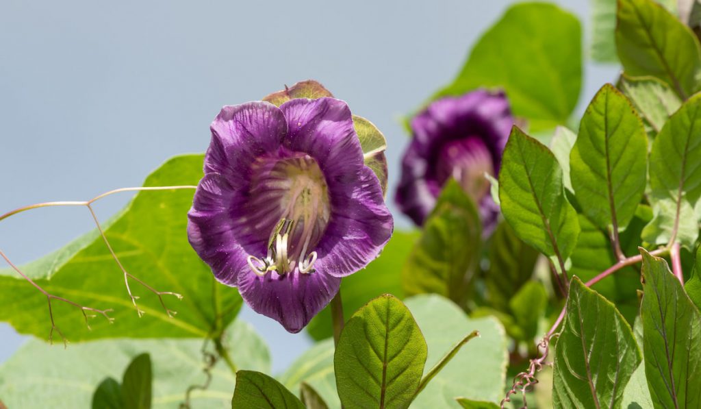 Closeup photo of cup and saucer vine in the garden 