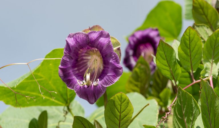 13 Beautiful Vine Plants with Purple Flowers