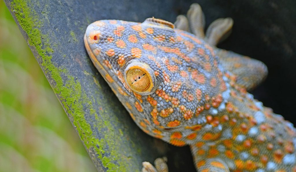 Closeup shot of gecko lizards face