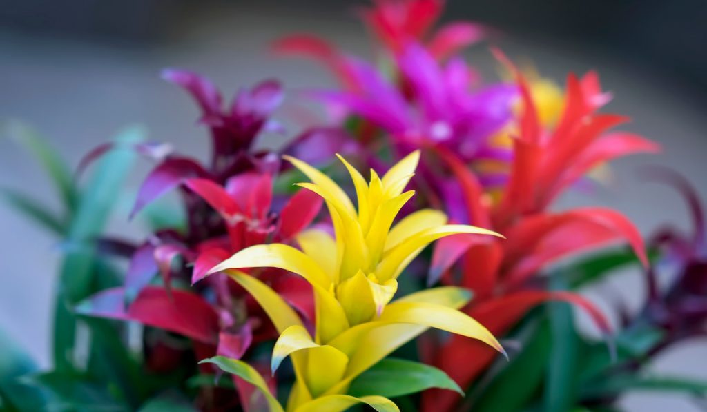 Colorful Guzmania plants in the garden