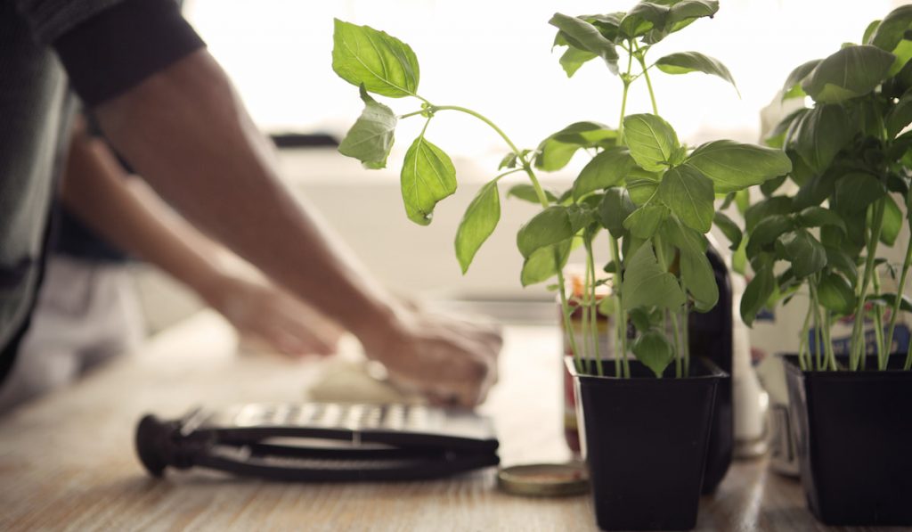 Cropped Image Of Man Rolling Dough By Basil Plants At Kitchen Table
