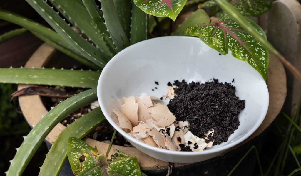 Crushed egg shell and spent coffee grounds in bowl against plants.