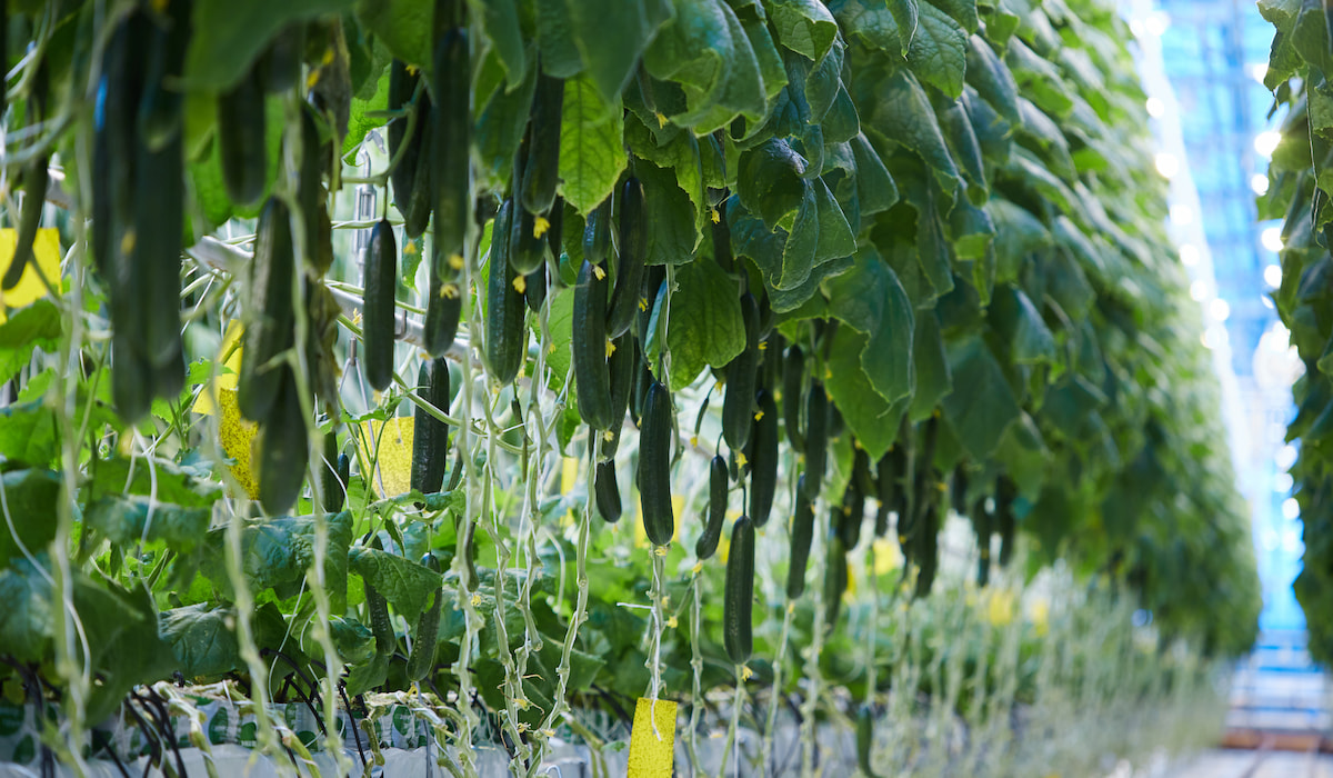 Are Cucumbers SelfPollinating? Gardening Glow