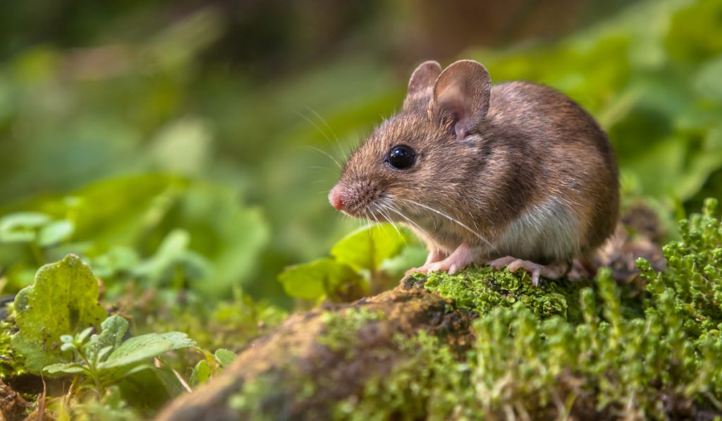 Cute Wood mouse on forest floor
