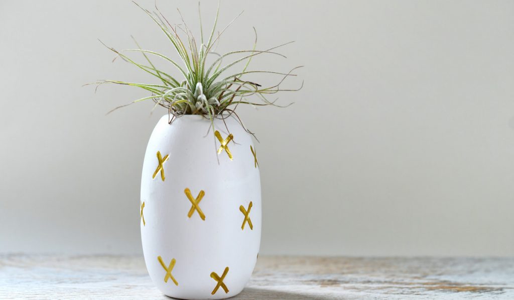 Cute airplant houseplant in a white container that looks like a pineapple