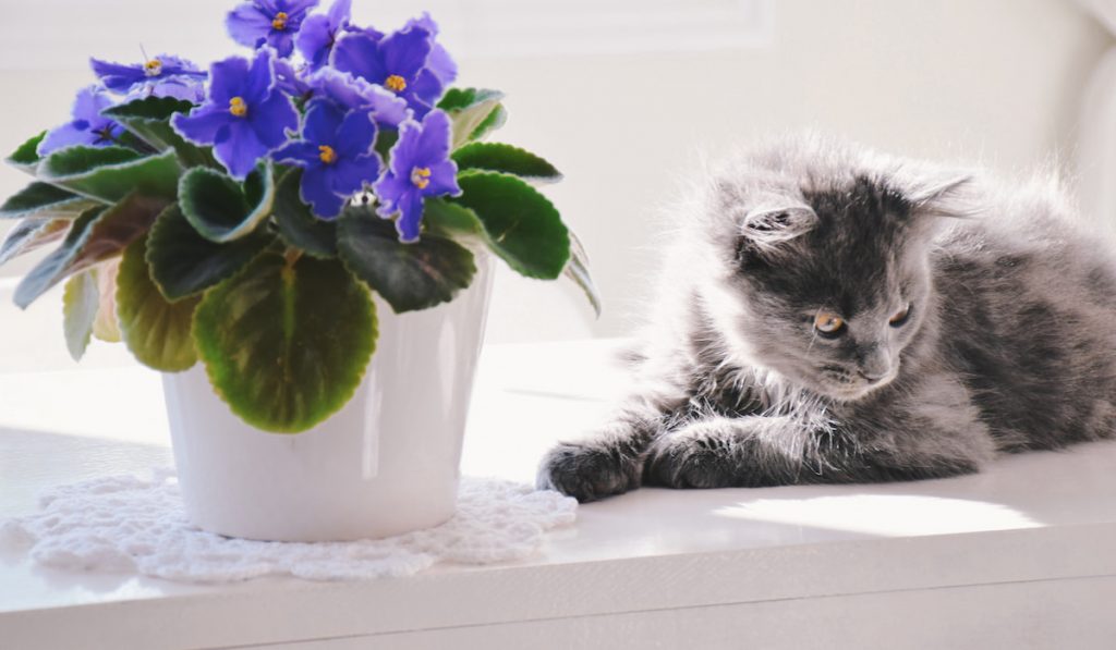 Cute little gray kitten sitting on a white table beside an African violet plant