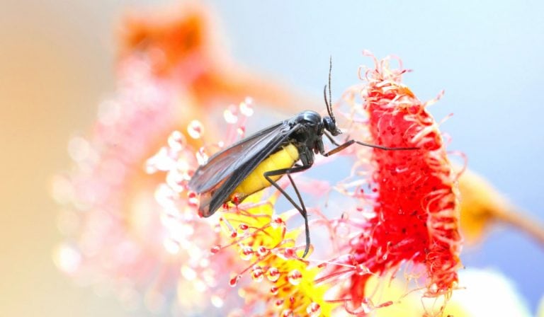 Do Fungus Gnats Bite? (and 9 Other Fungus Gnat Facts)