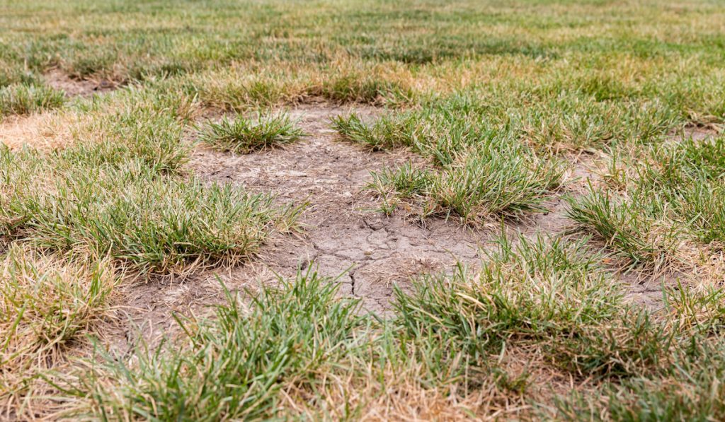 Dead grass, bare spots, and cracks in soil of lawn due to no rain causing drought conditions