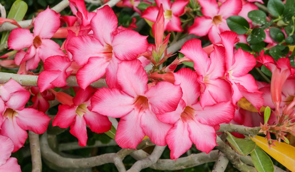 Desert Rose in Bloom