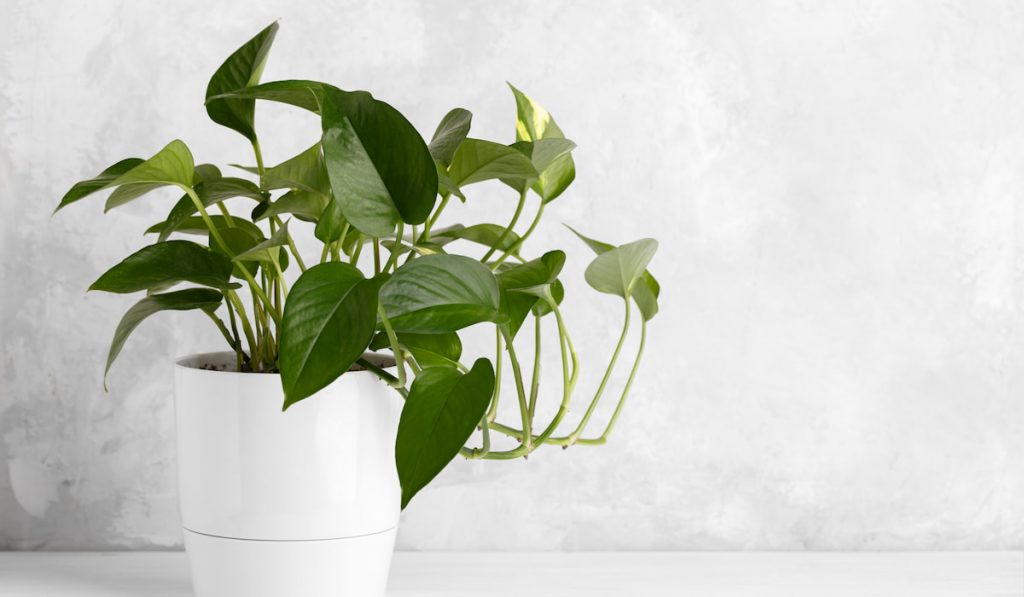 Devil's ivy in a white modern flower pot over grey stone background copy space

