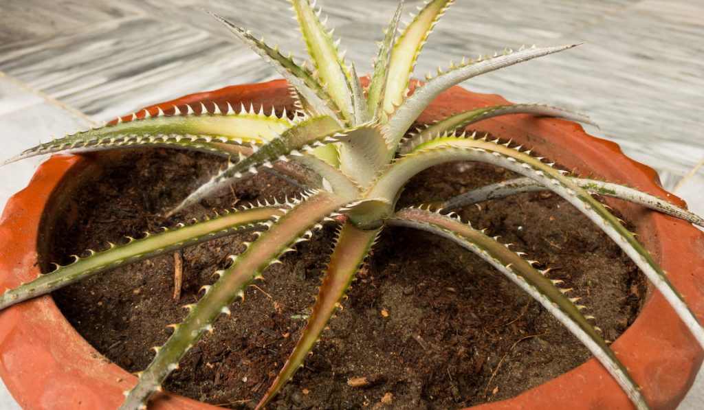 Dyckia plant in a pot 