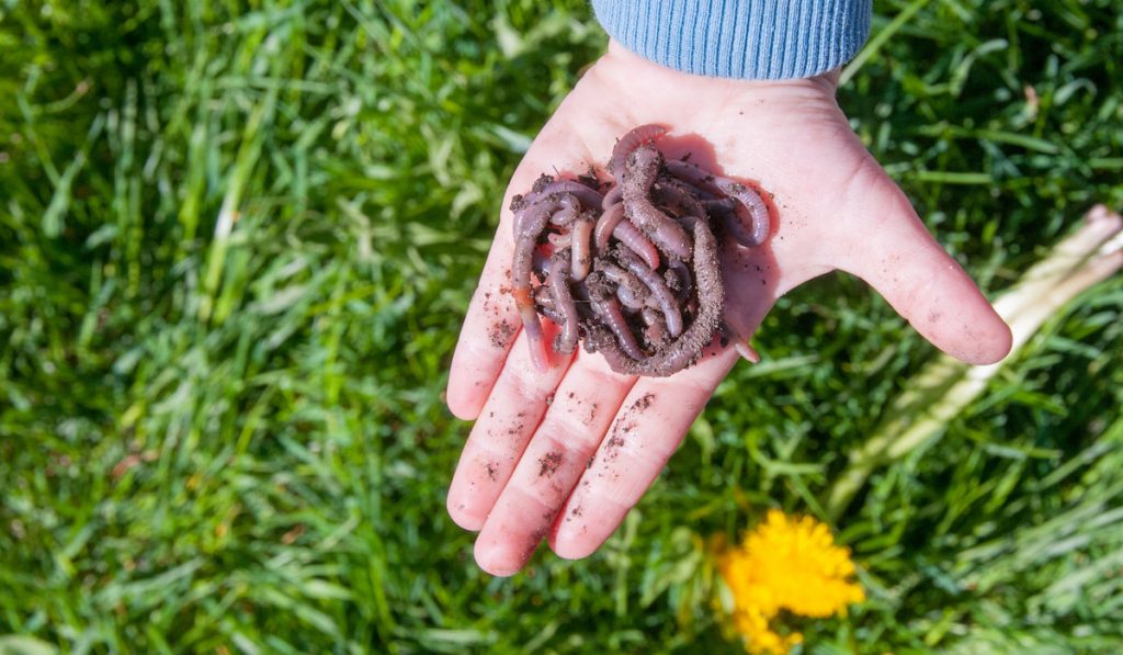 Earthworms in a child's hand.