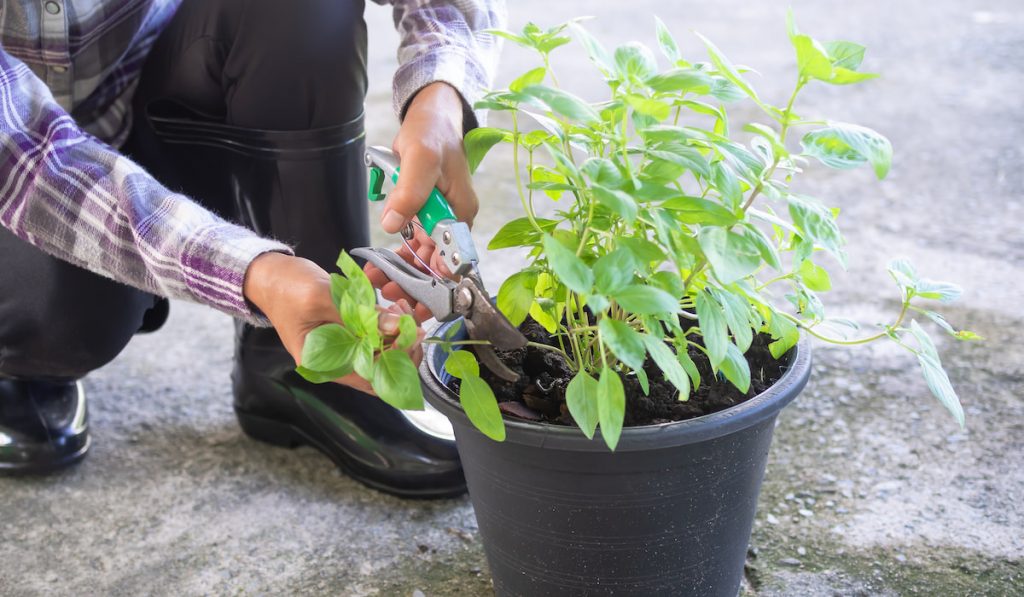 Farmer cutting basil limb with pruning shears from tree in black plastic plant pot