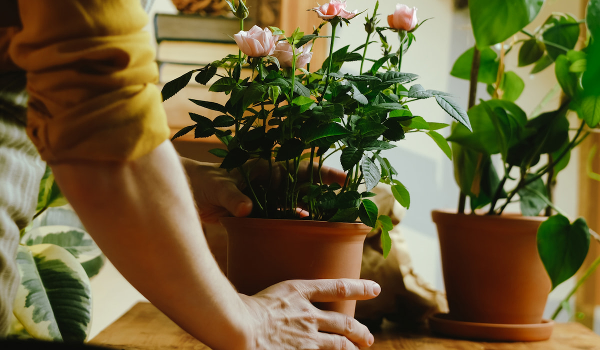 Female-hand-with-mini-roses-indoor-plant