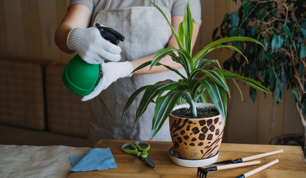  Female hands spray and washes the leaves of Dracaena fragrans house plants at home