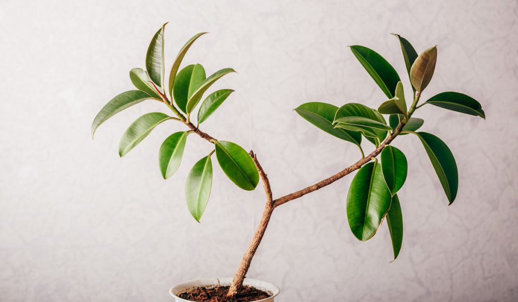 Ficus plant in white pot on white background 