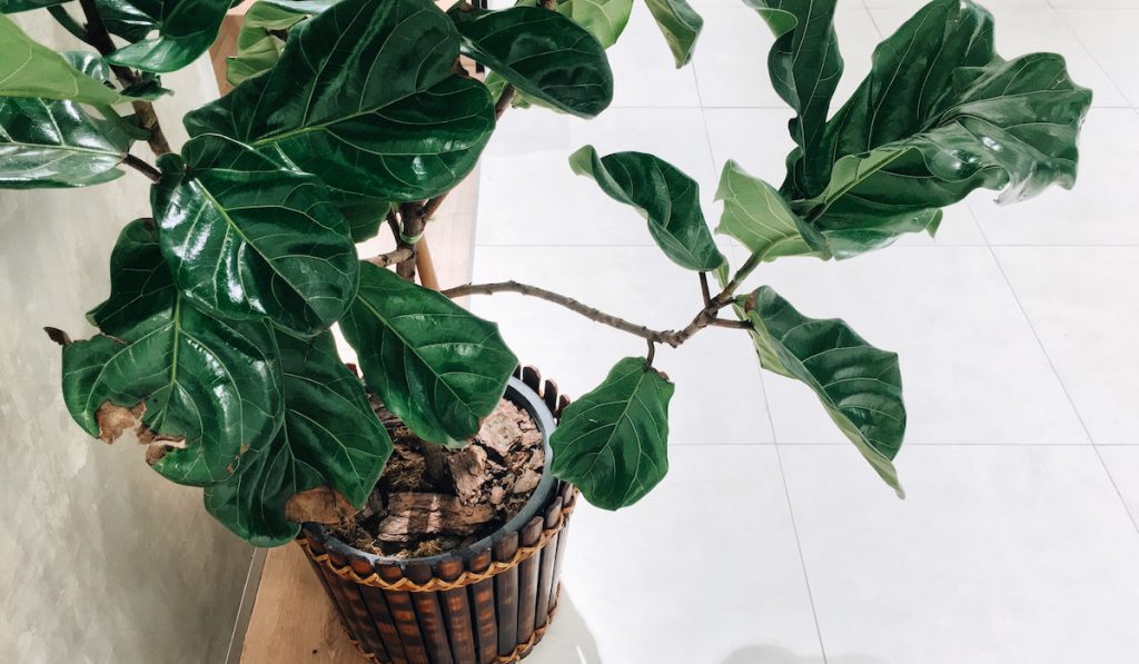 Fiddle leaf fig tree in a wooden style pot