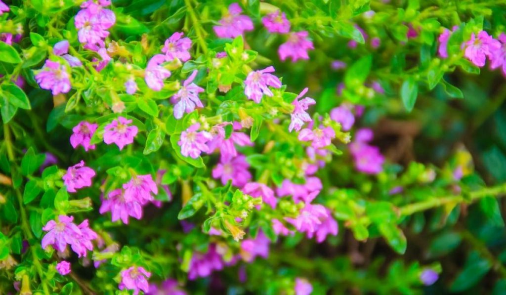 Field of Mexican Heather