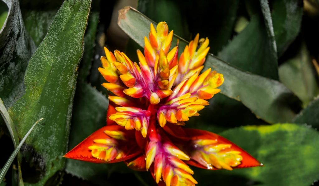 Flaming Sword or Vriesea flower plant 