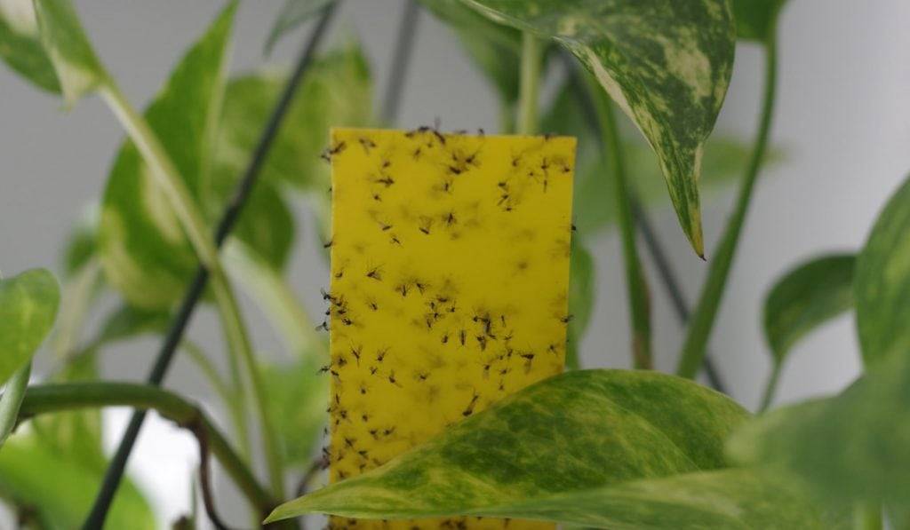 Fungus gnats stuck on yellow sticky sheet between plant leaves