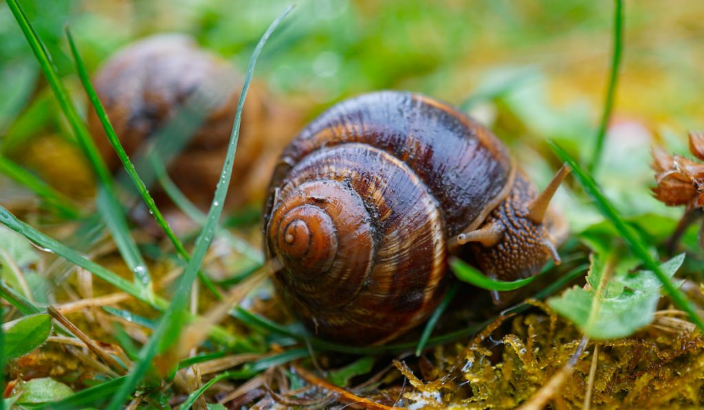 Garden snails on wet ground in the garden