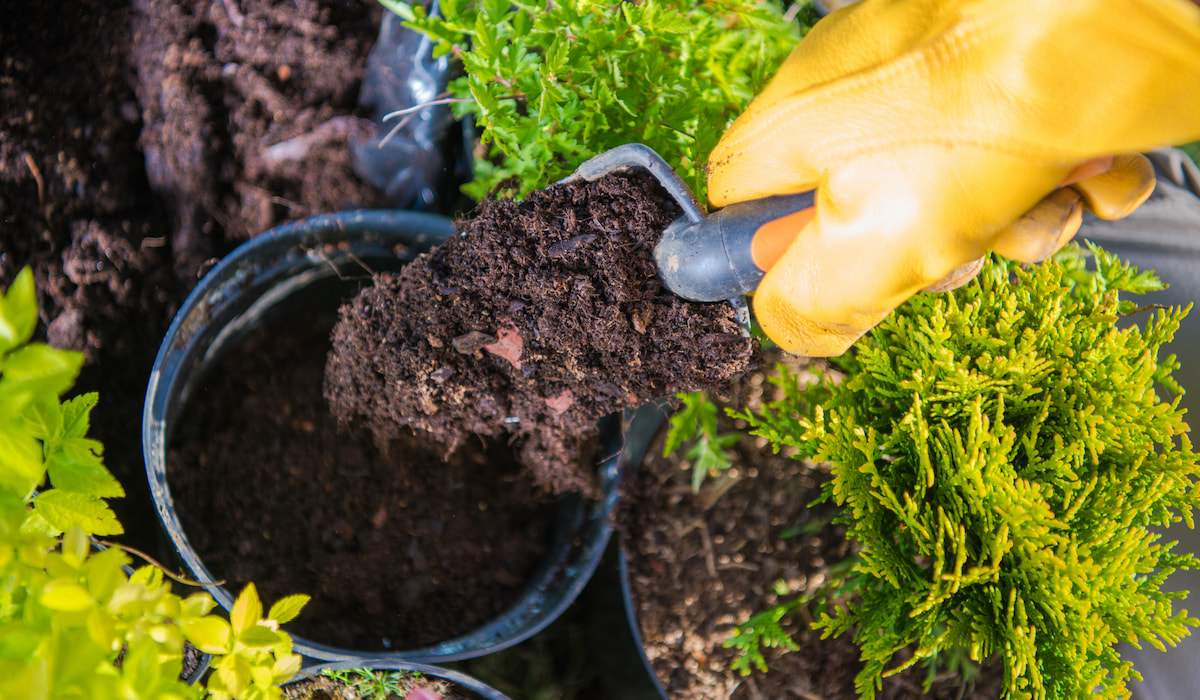 Does Adding Sand to Soil Improve Drainage? Gardening Glow