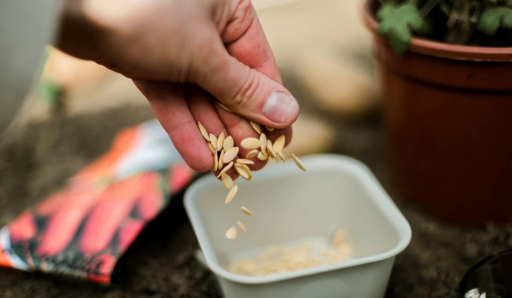 Gardener sowing seeds in a vegetable bed with blurry seed packaging on background 