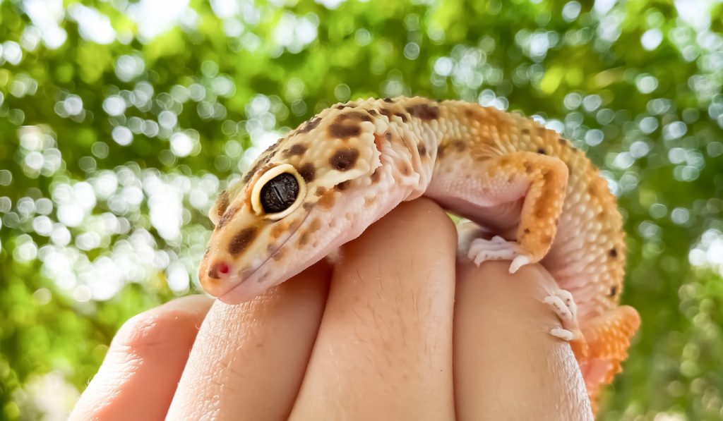 Gecko on hand

