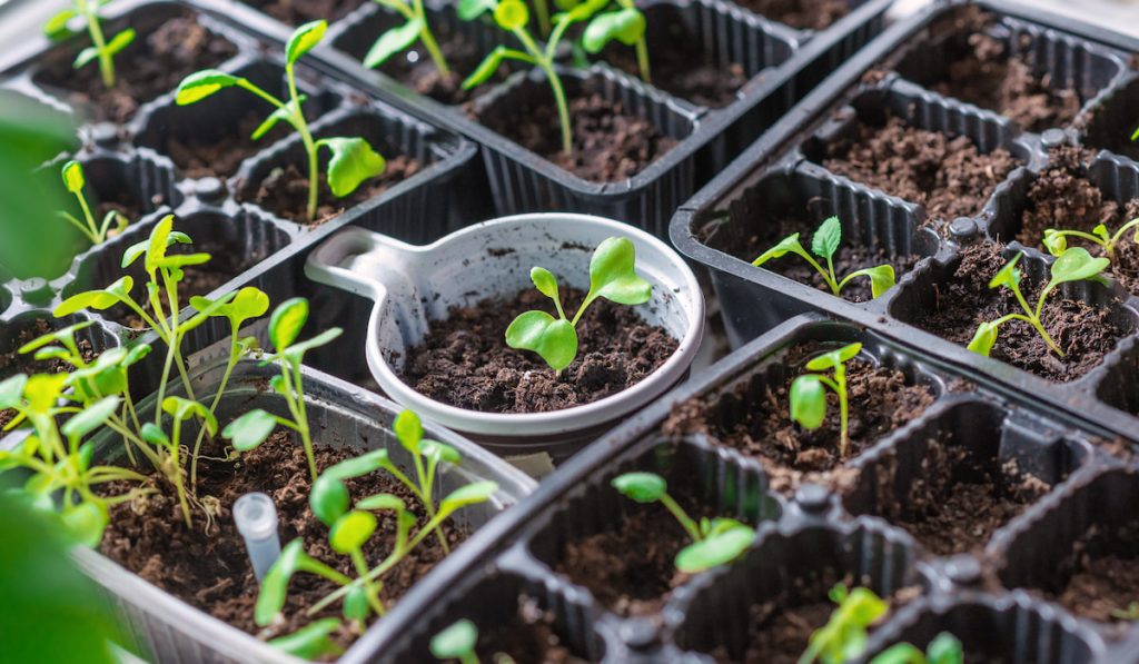 Germination of seeds of tomatoes, cabbage, cucumbers in containers on windows