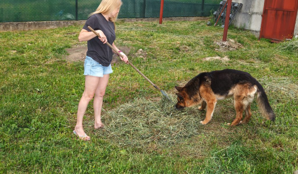 Girl collects dry and dead grass with garden rake with her dog