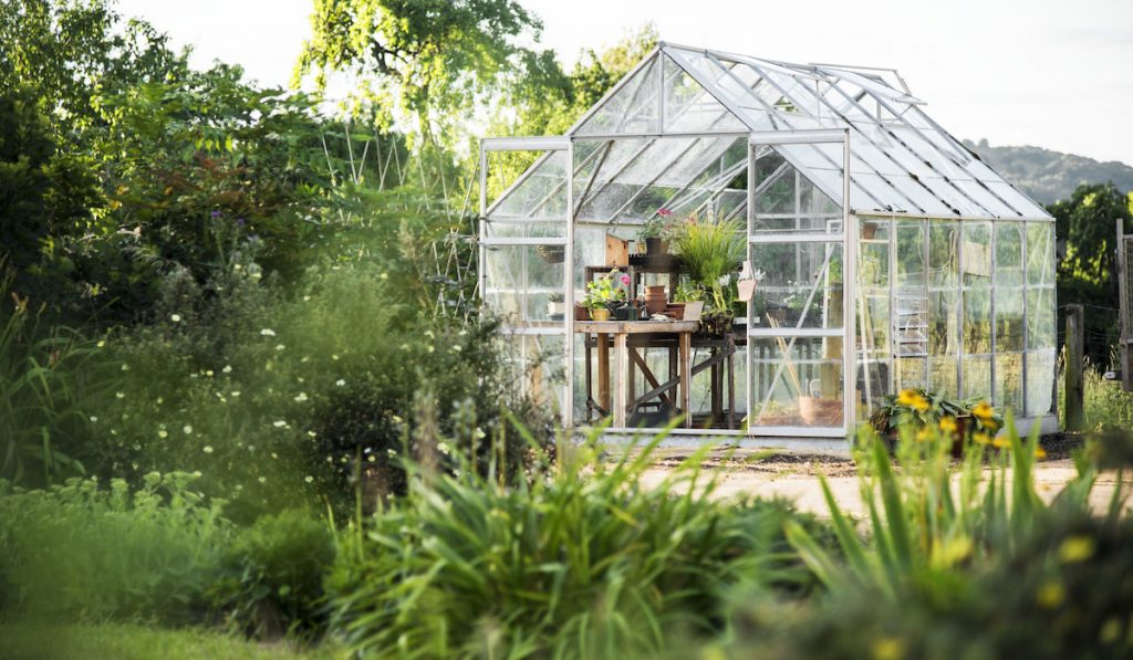 Glass greenhouse with open part of roof and door for proper ventilation