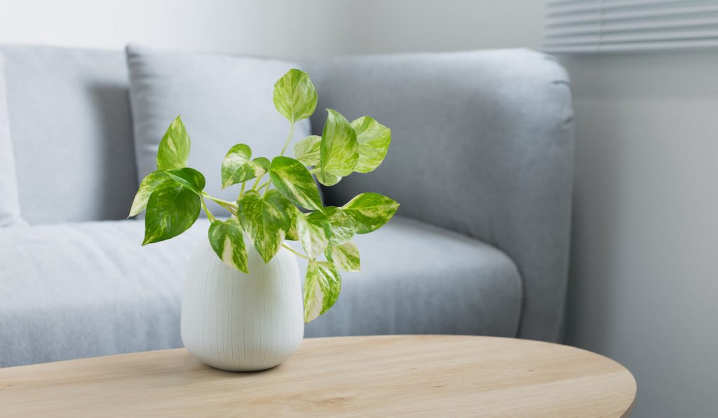 Golden Pothos in a white pot on a wooden table in the living room