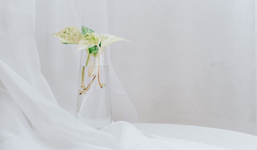 Golden pothos in vase with water on white background