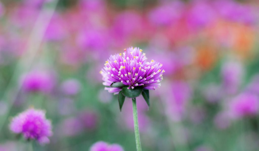 Gomphrena flower on blurry garden background