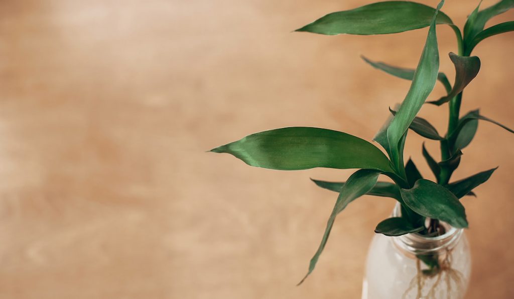 Green bamboo leaves, bamboo trees in glass jar on rustic wood
