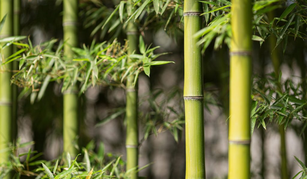 Green bamboo plants in forest on a sunny summer day