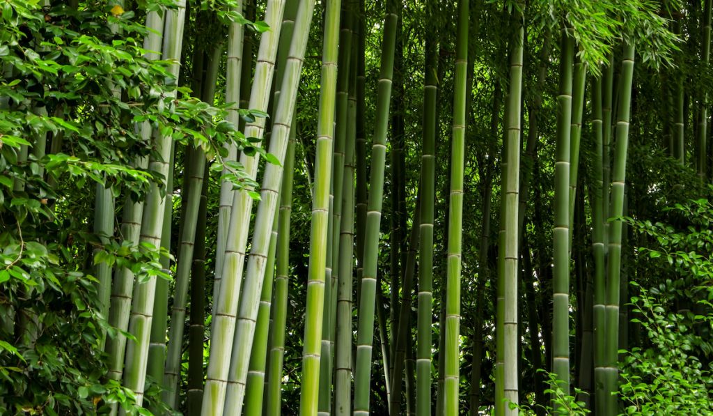 Green bamboo trunks. Leaves and stems