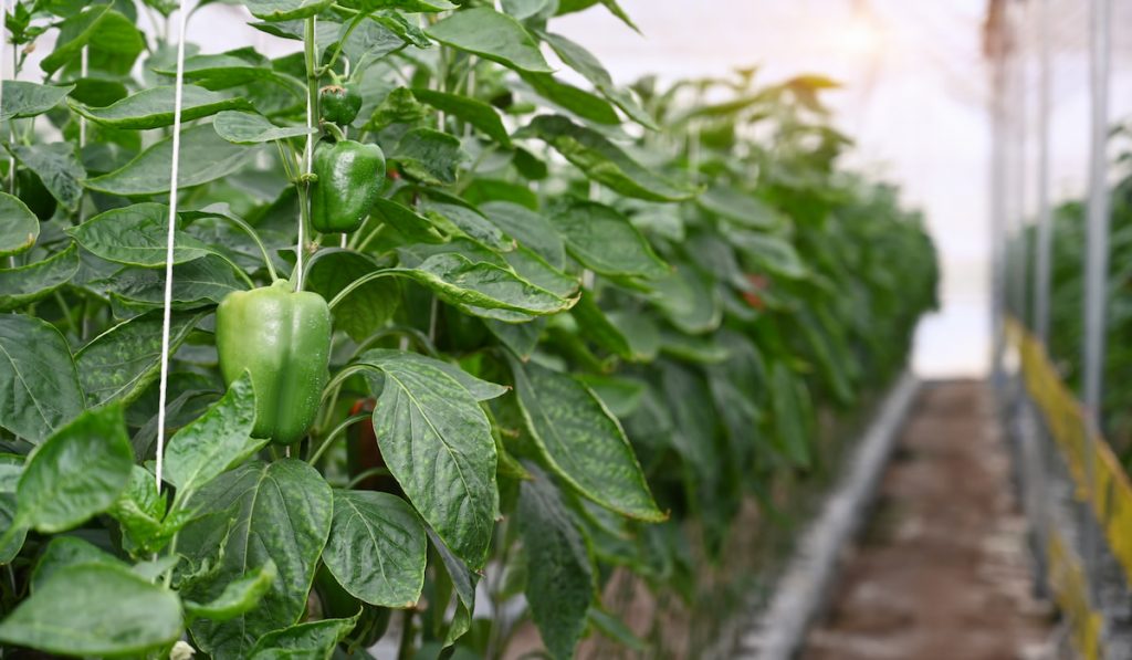 Green bell pepper  growth in modern greenhouse. 