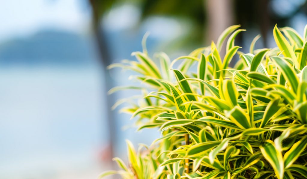 Green leaves of plant dracaena reflexes in the garden near the sea.

