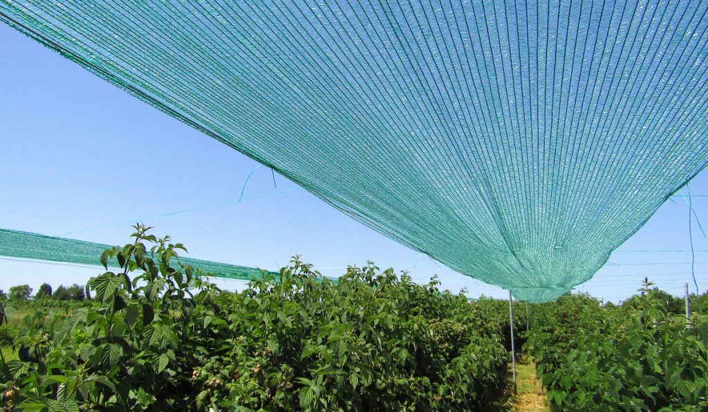 Green shading net over raspberry plantation inside greenhouse 