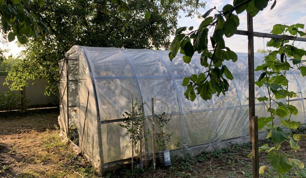 Greenhouse in the garden
