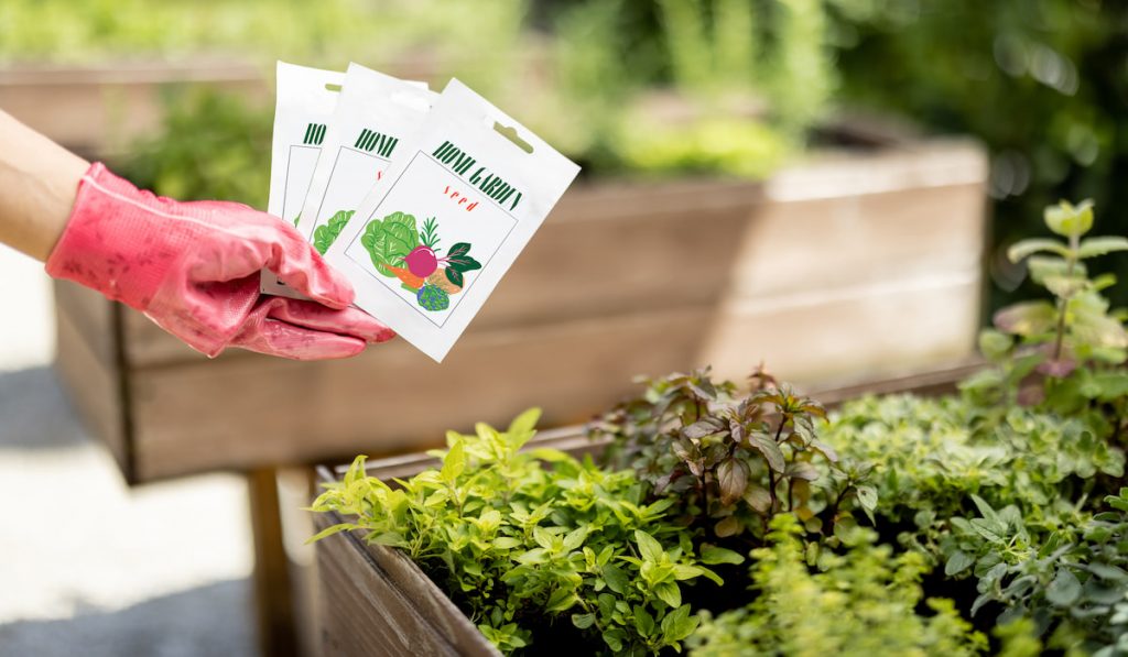 Holding Vegetable seeds in paper packet in the garden