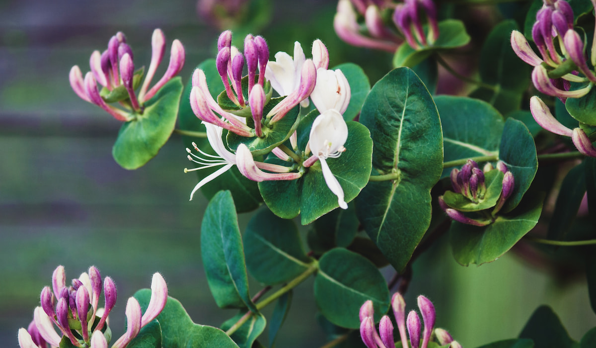 Best Flowers to Grow in Arizona Gardening Glow