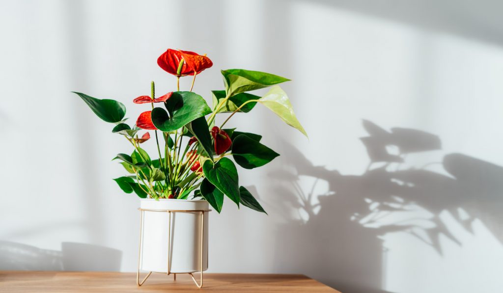 House plant red Anthurium in modern white flower pot on a wooden console