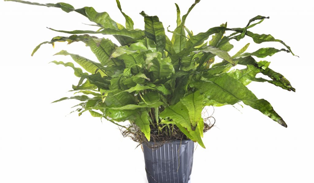 Java Fern or Microsorum in a pot on white background
