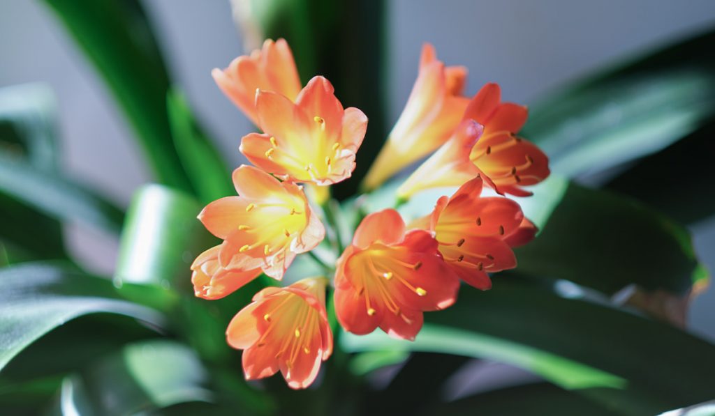 Kaffir Lily or clivia flowers home plant