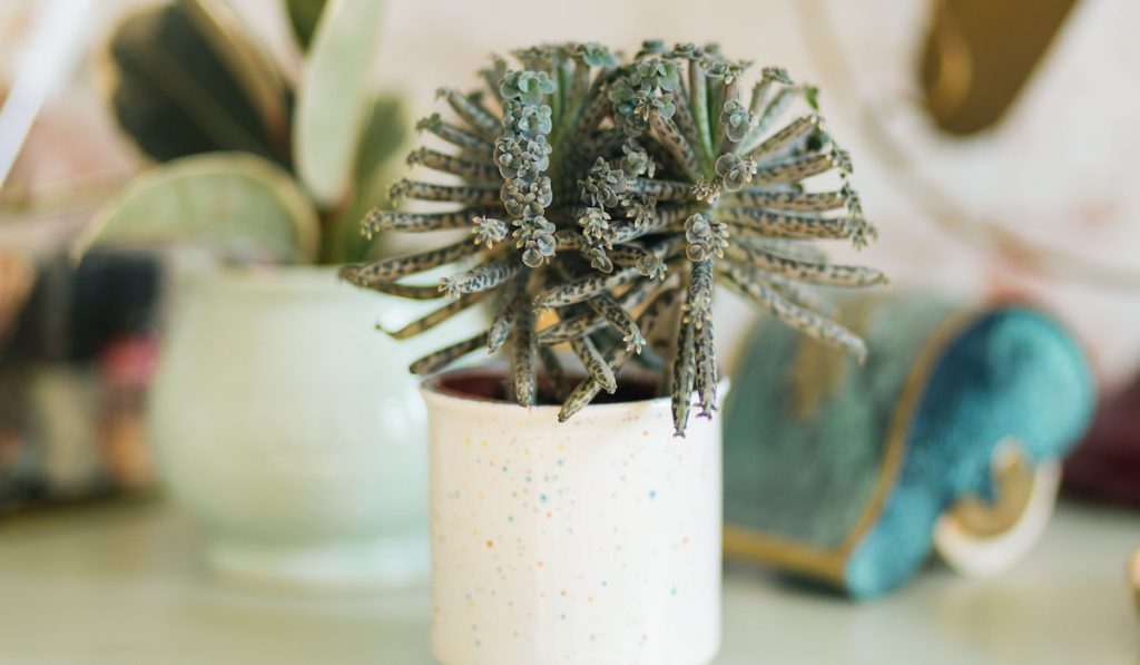 Kalanchoe delagoensis chandelier plant in white pot 