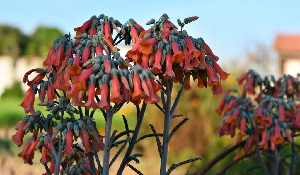 Kalanchoe delagoensis flower against blue sky 