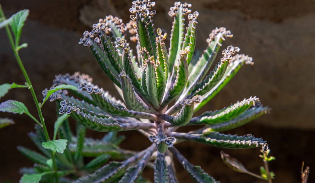 Kalanchoe delagoensis or mother of million plant 